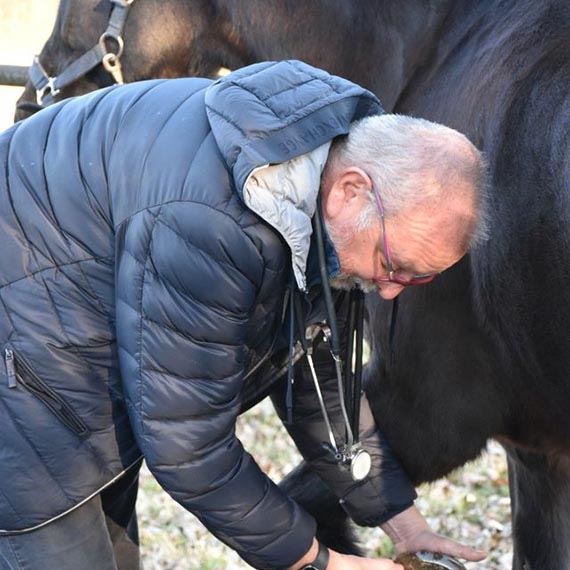 Visite mediche veterinarie per equini
