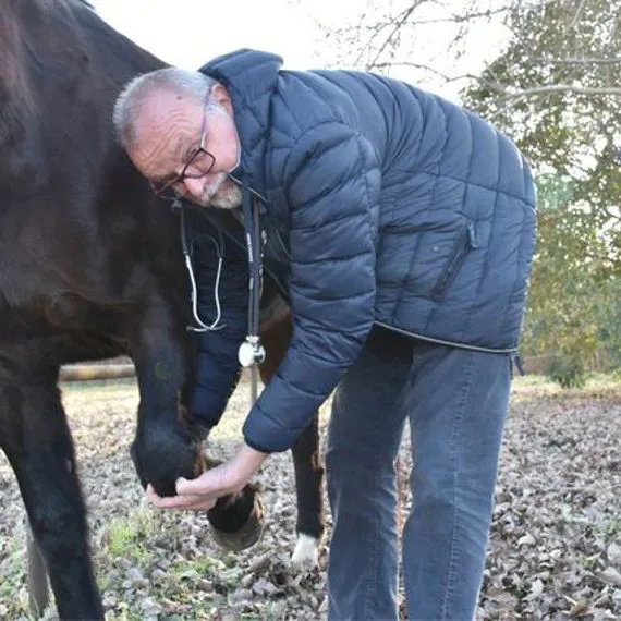 Veterinario degli equini
