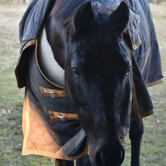 Medicina veterinaria equina