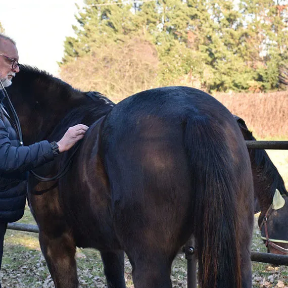 Medicina veterinaria per gli equini